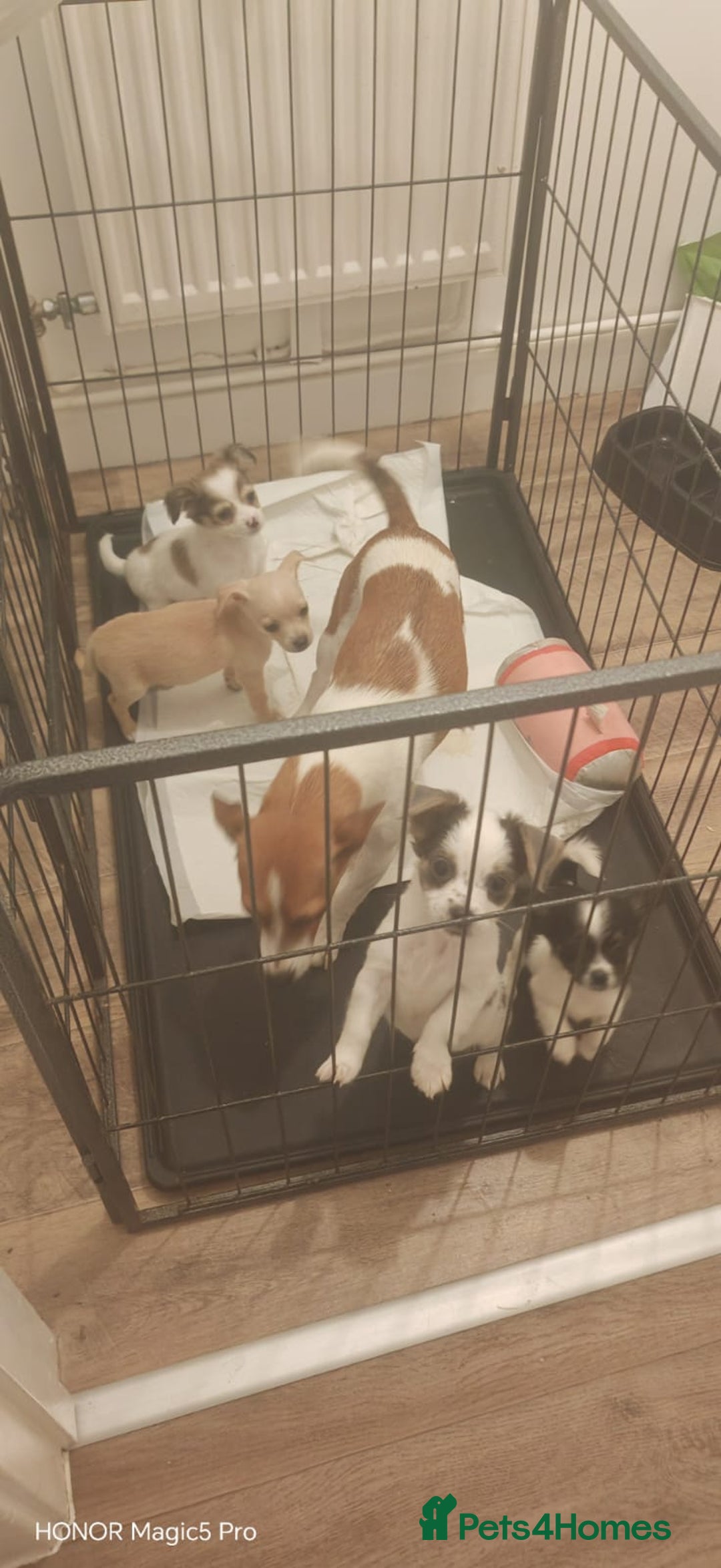 Mixed Breed dogs for sale: Brodie  - Advert 2