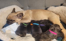 French Bulldog dogs for sale: 2 Girls and 4 Boys - Image 30