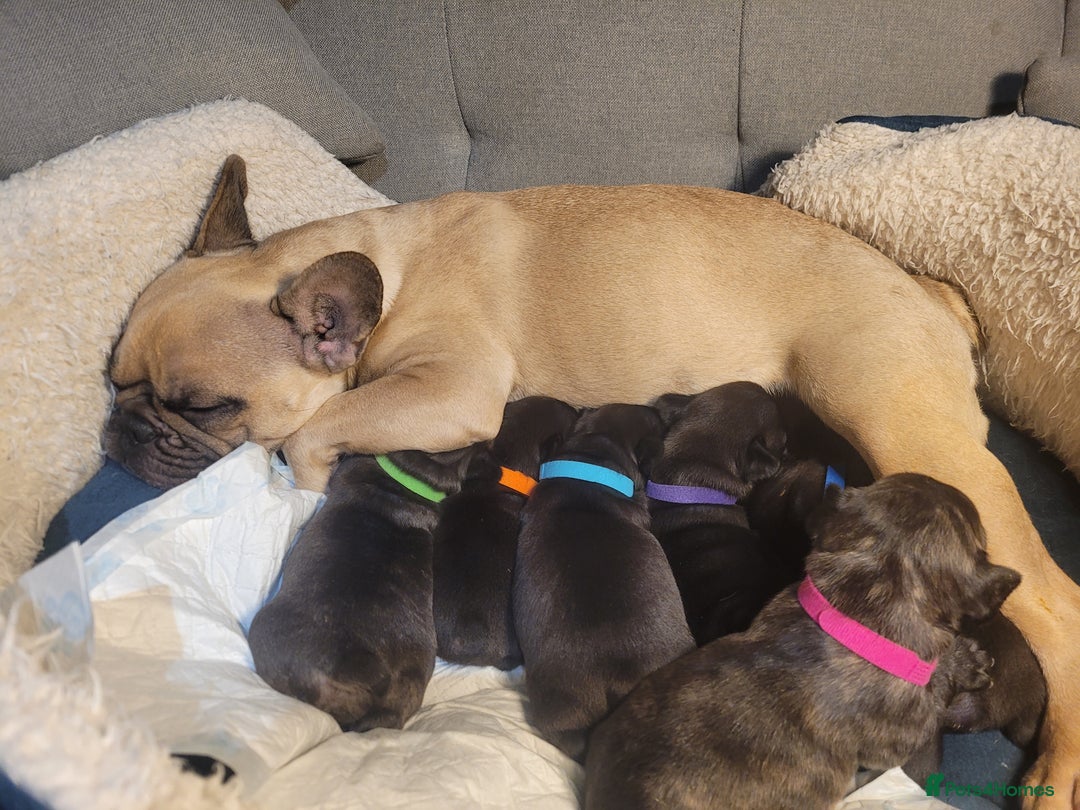 French Bulldog dogs for sale: 2 Girls and 4 Boys - Image 30