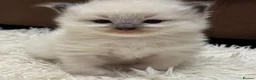 Ragdoll cats for sale: GCCF registered Ragdoll kittens - Advert 14