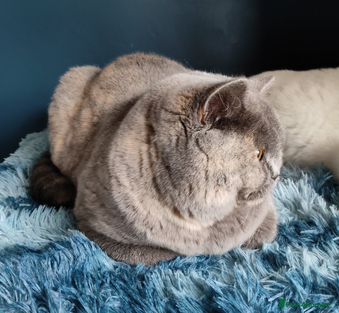 British Shorthair cats for sale: GCCF champions lines.Odd eyes boy and girl. - Advert 10
