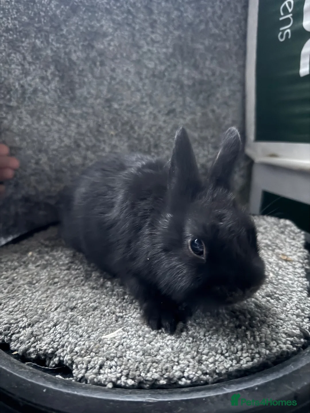 Netherland Dwarf rabbits for sale: Netherland dwarf babies - Advert 3
