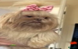 Shih Tzu dogs for sale: Imperial Shih Tzu girl. - Image 2