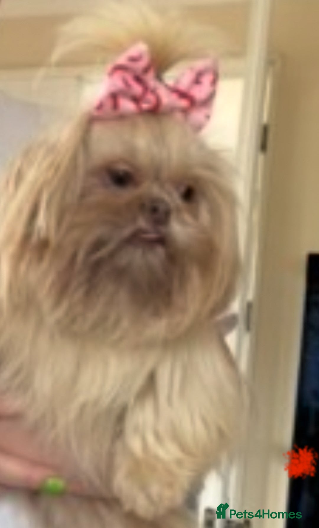 Shih Tzu dogs for sale: Imperial Shih Tzu girl. - Image 2