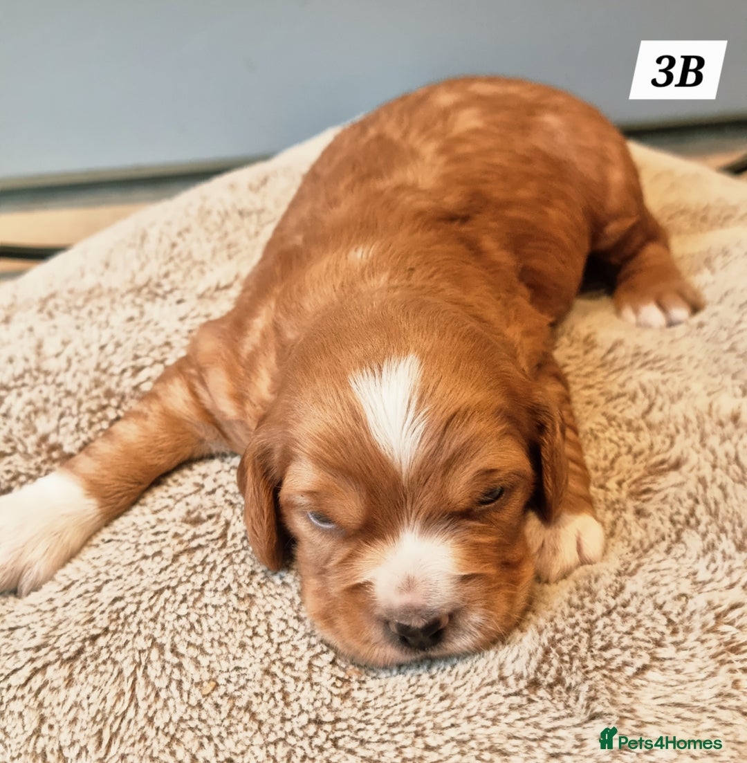 Cocker Spaniel dogs for sale: Working Cocker Spaniels (F1B) health checked. - Advert 7