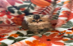 Scottish Fold cats for sale: Now Taking Reservations Scottish Straight  - Image 29