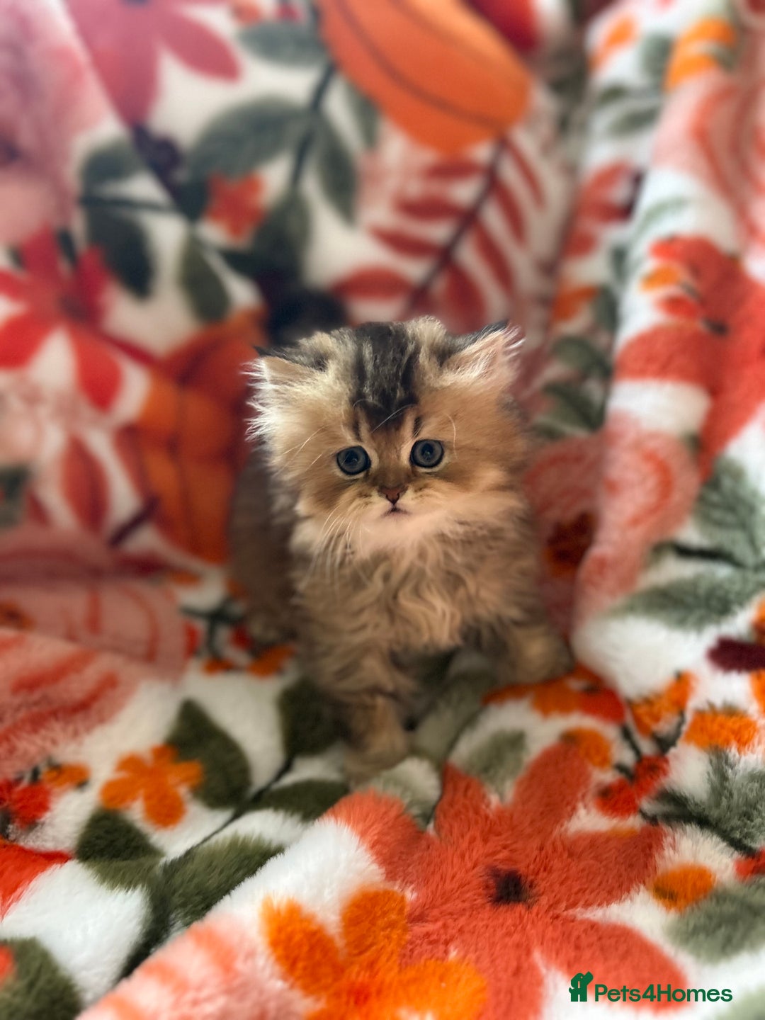 Scottish Fold cats for sale: Now Taking Reservations Scottish Straight  - Image 29