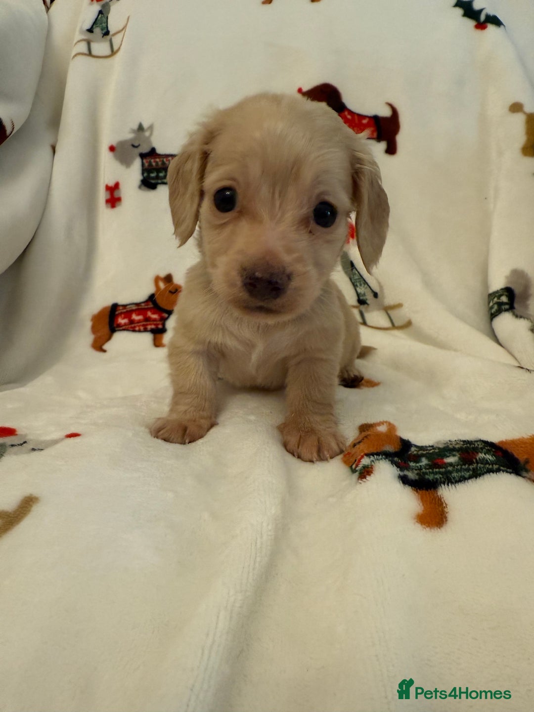 Miniature Dachshund dogs for sale: Beautiful Cream Longcoats Miniature Dachshund  - Advert 21