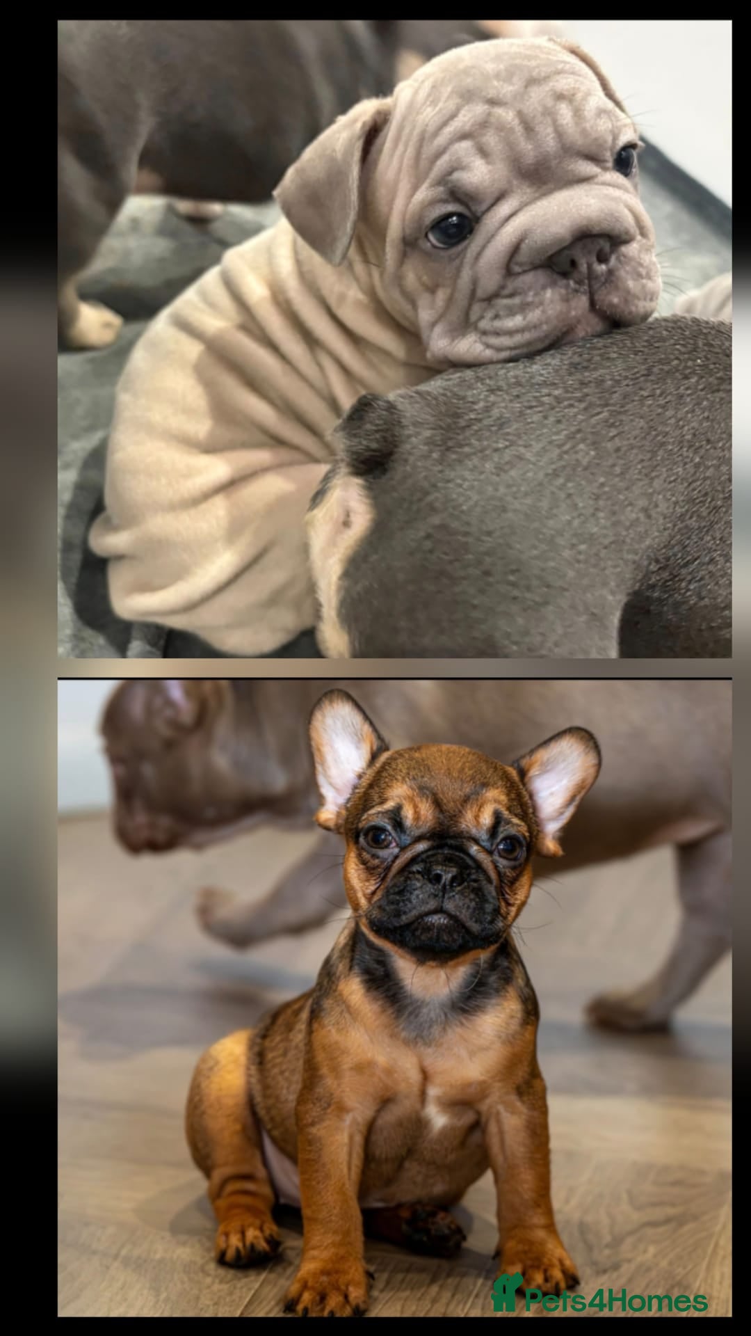 French Bulldog dogs Last Fully Vaccinated, French Bulldog Ready Now - Advert 18