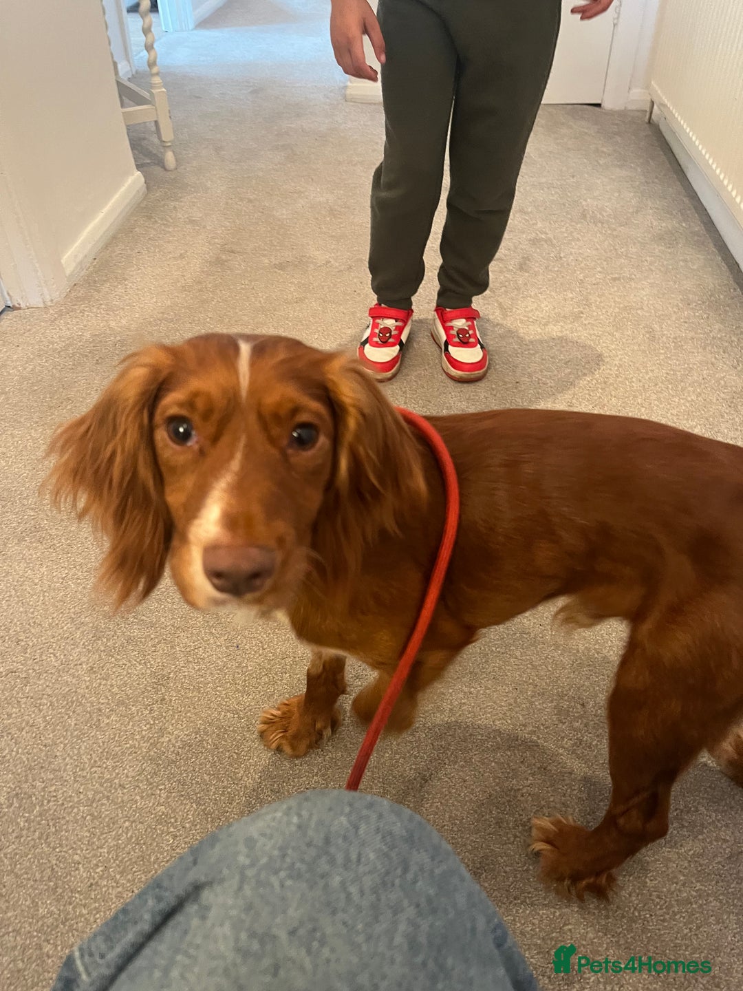 Cocker Spaniel dogs for sale: Lovely Simba - Image 1