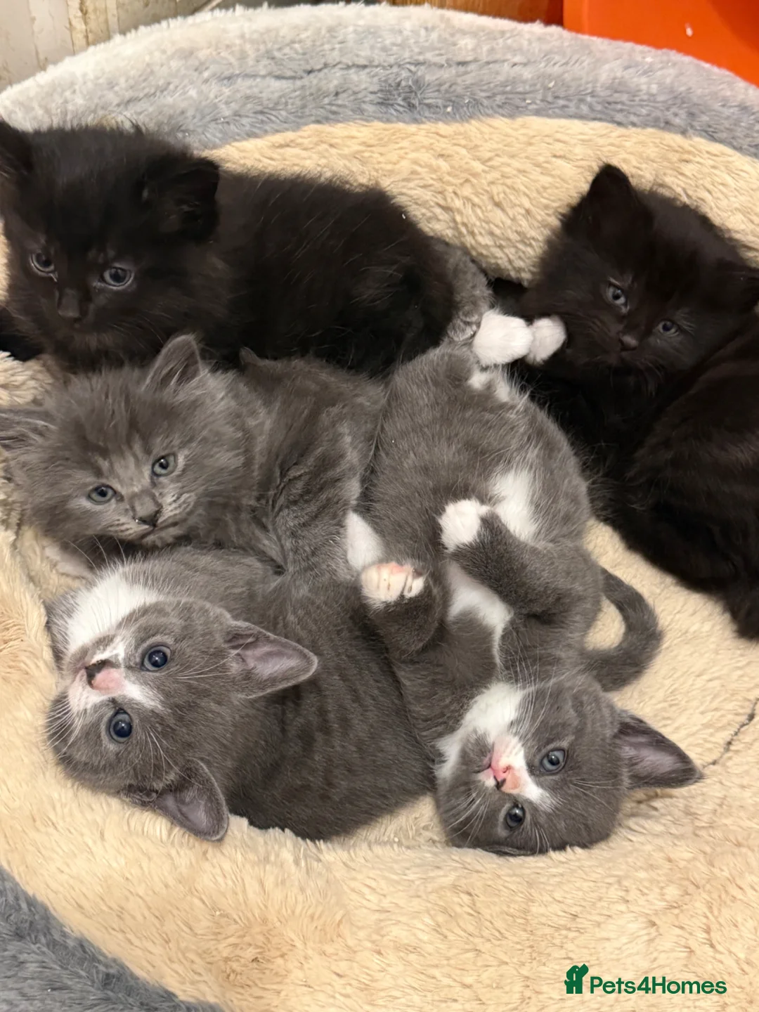 Mixed Breed cats for sale: 3 kittens available!! - Advert 2