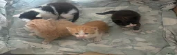 Mixed Breed cats for sale: Beautiful Mixed Breed Kittens - Advert 7