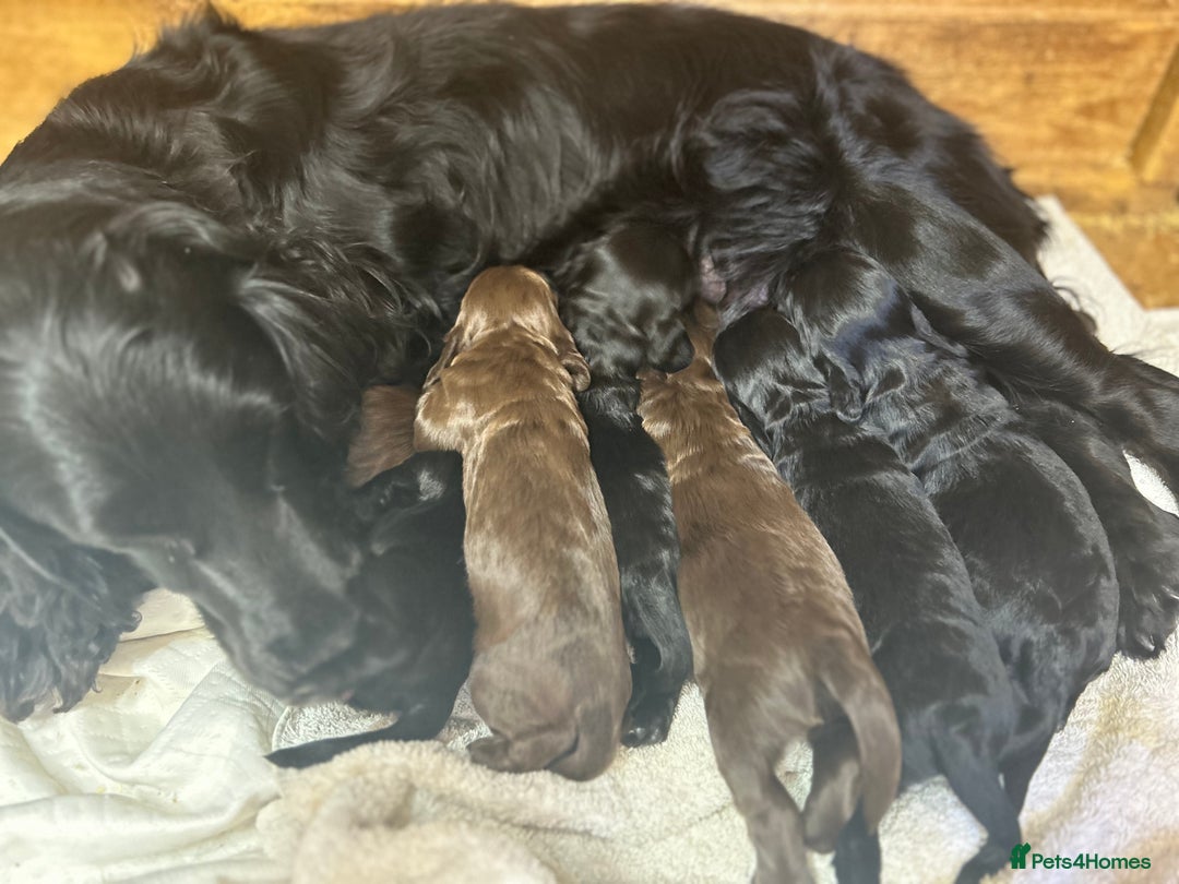Cocker Spaniel dogs for sale: Beautiful litter  - Image 2