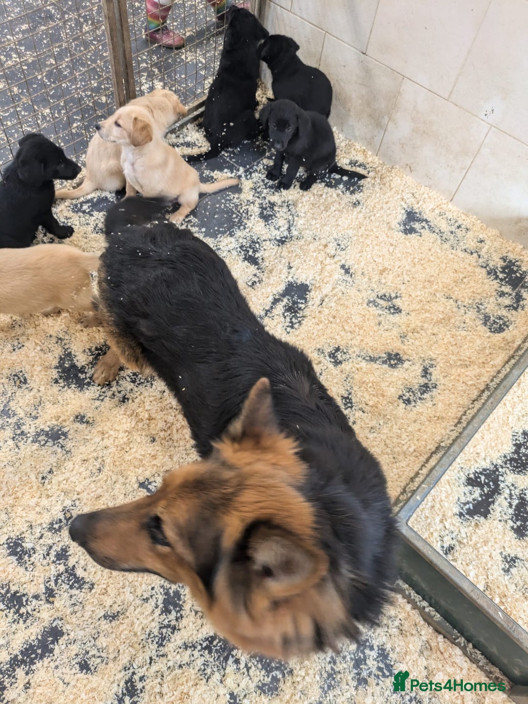 Mixed Breed dogs for sale: Gorgeous Sheprador Puppies  - Image 12