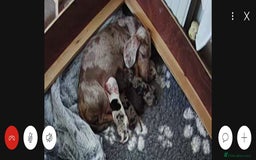 Miniature Dachshund dogs for sale: Gorgeous Miniature Daschund Puppies  - Image 10