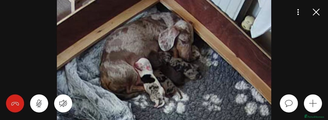 Miniature Dachshund dogs for sale: Gorgeous Miniature Daschund Puppies  - Image 10