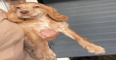 Cocker Spaniel dogs - Advert 8