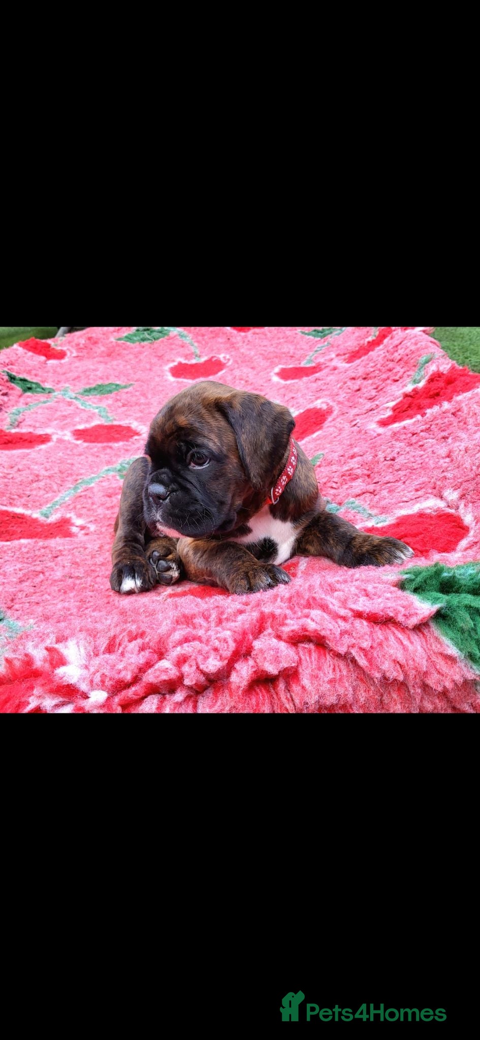 Boxer dogs Beutyful bobtail/ tailed Boxer puppy - Advert 1