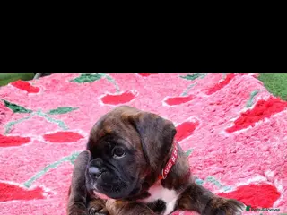 Boxer dogs Beutyful bobtail/ tailed Boxer puppy - Advert 2