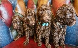 Toy Poodle dogs for sale: Gorgeous chocolate tiny toy poodles  - Image 5