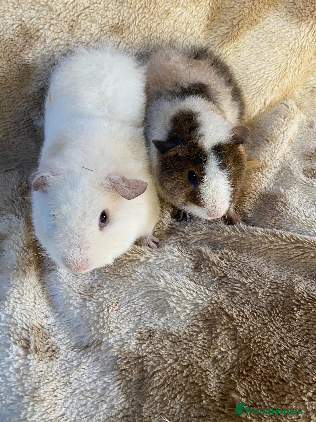 Guinea Pig rodents for sale: Male Teddy Guinea Pigs  - Advert 5