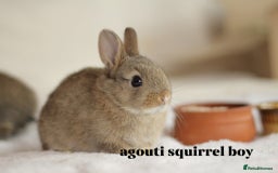 Netherland Dwarf rabbits for sale: new litters pure bred neterland dwarf - Image 3