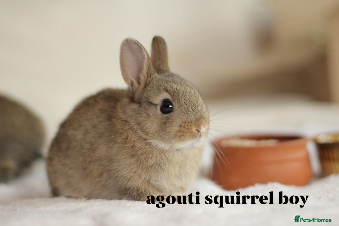 Netherland Dwarf rabbits for sale: new litters pure bred neterland dwarf - Image 3