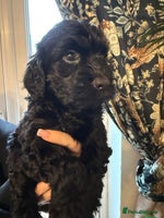 Cockapoo dogs - Advert 8