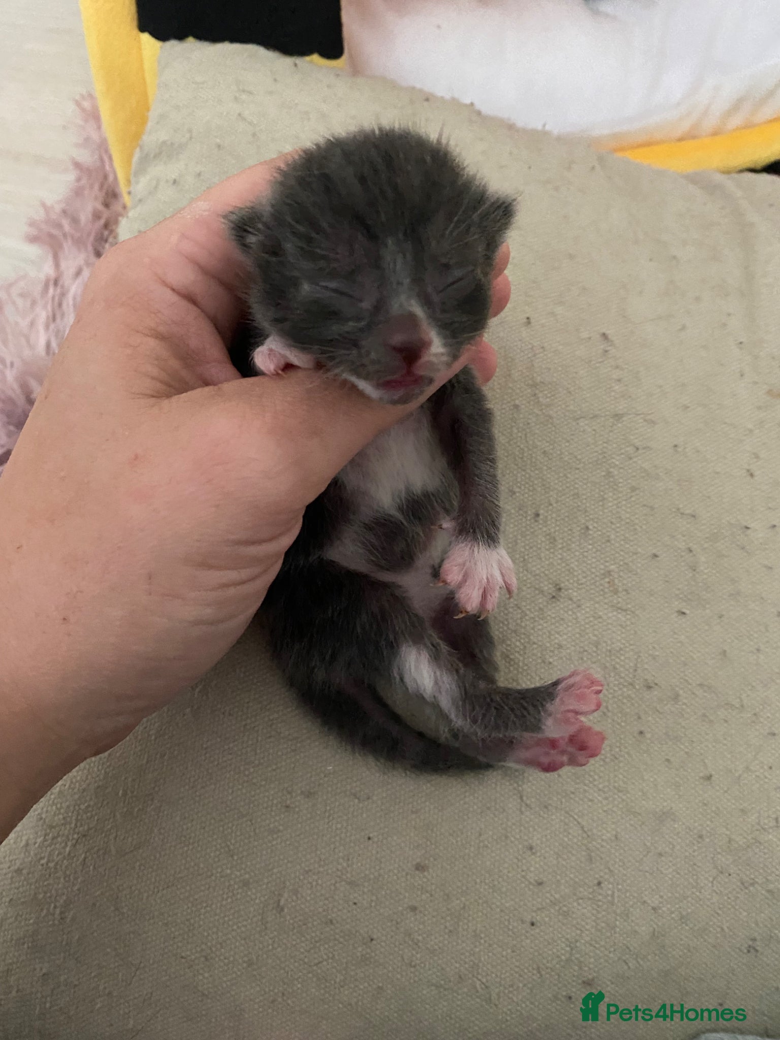 Mixed Breed cats for sale: 6 beautiful kittens - Advert 15