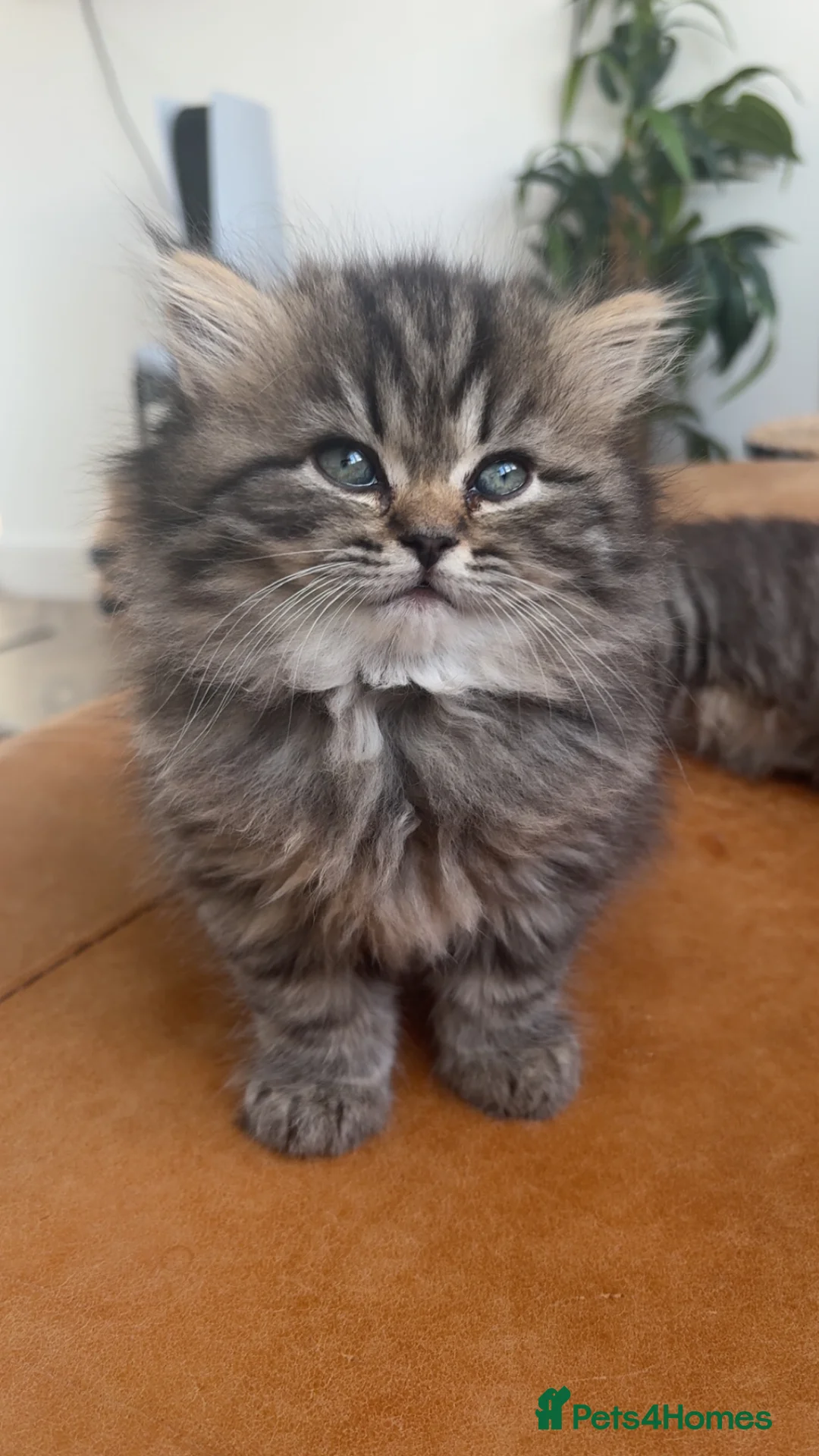 Persian cats for sale: Stunning Persian kittens 🫶🏽 - Advert 10