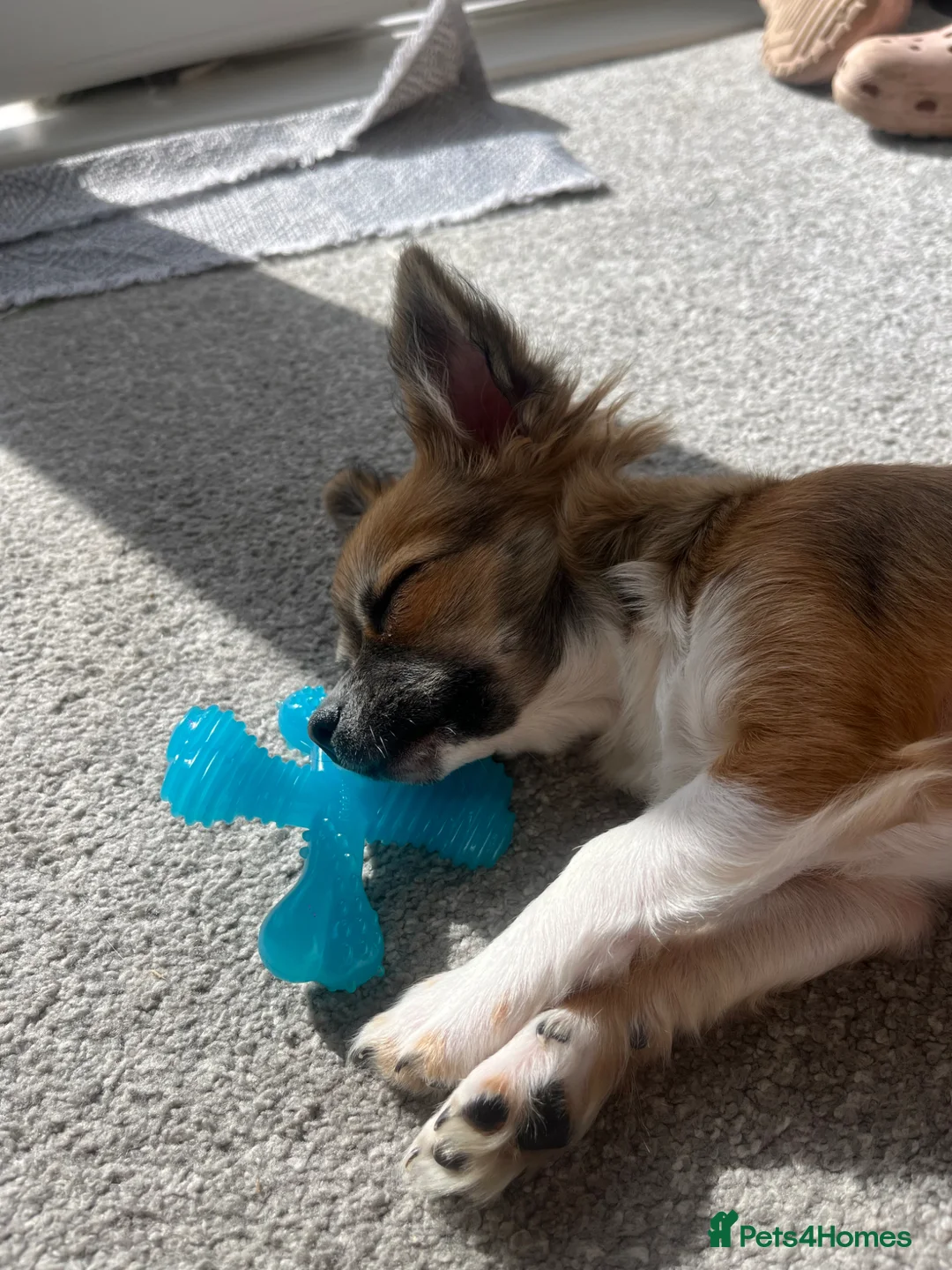Pomchi dogs for sale: 18 week old female Pomchi  in Gloucester - Advert 1