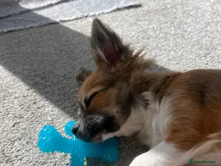 Pomchi dogs 18 week old female Pomchi - Advert 1