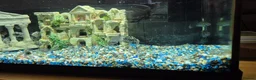 Cichlids fish for sale: Polar blue parrots in Aylesbury - Advert 15