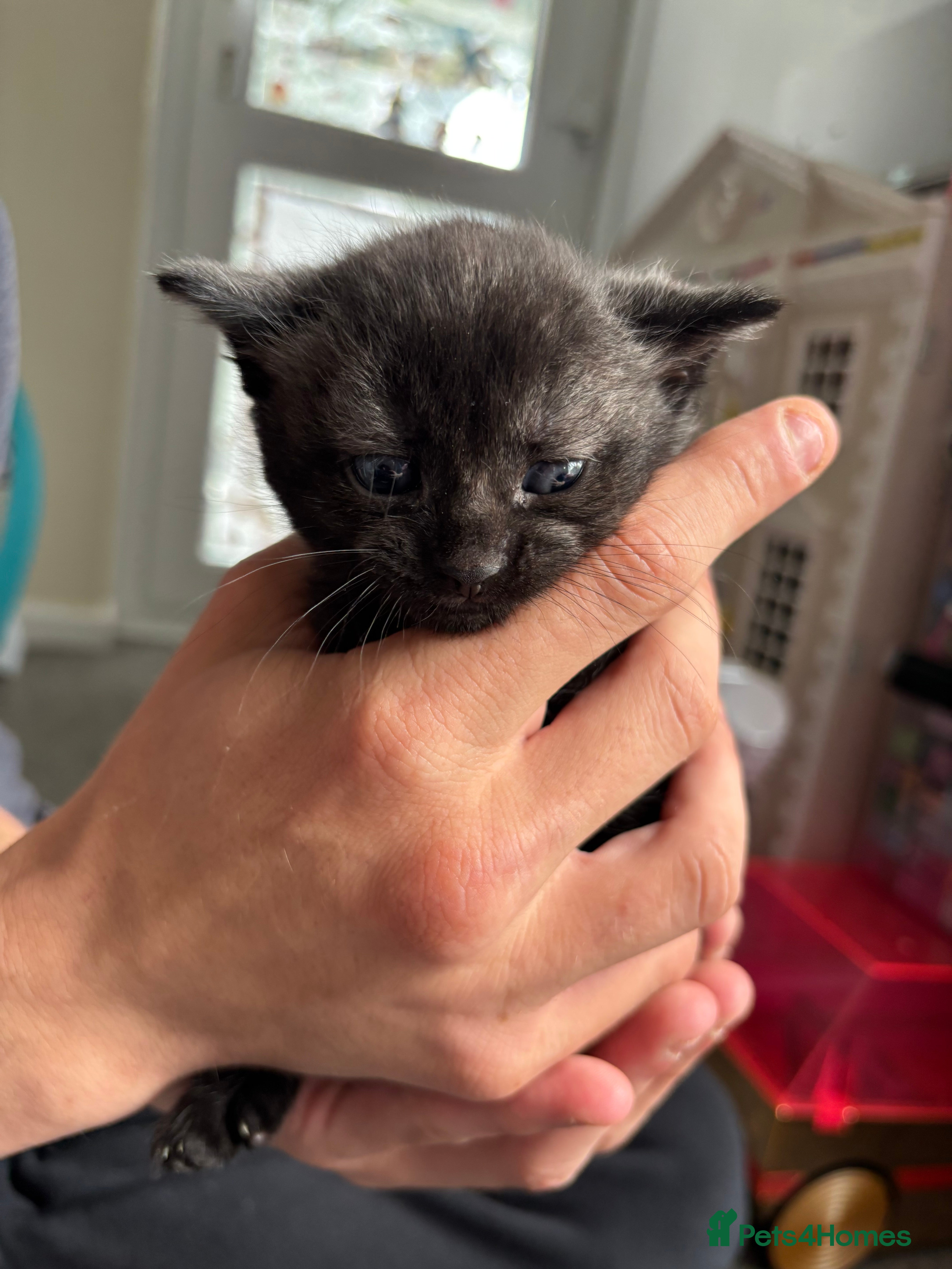 Dark grey male 