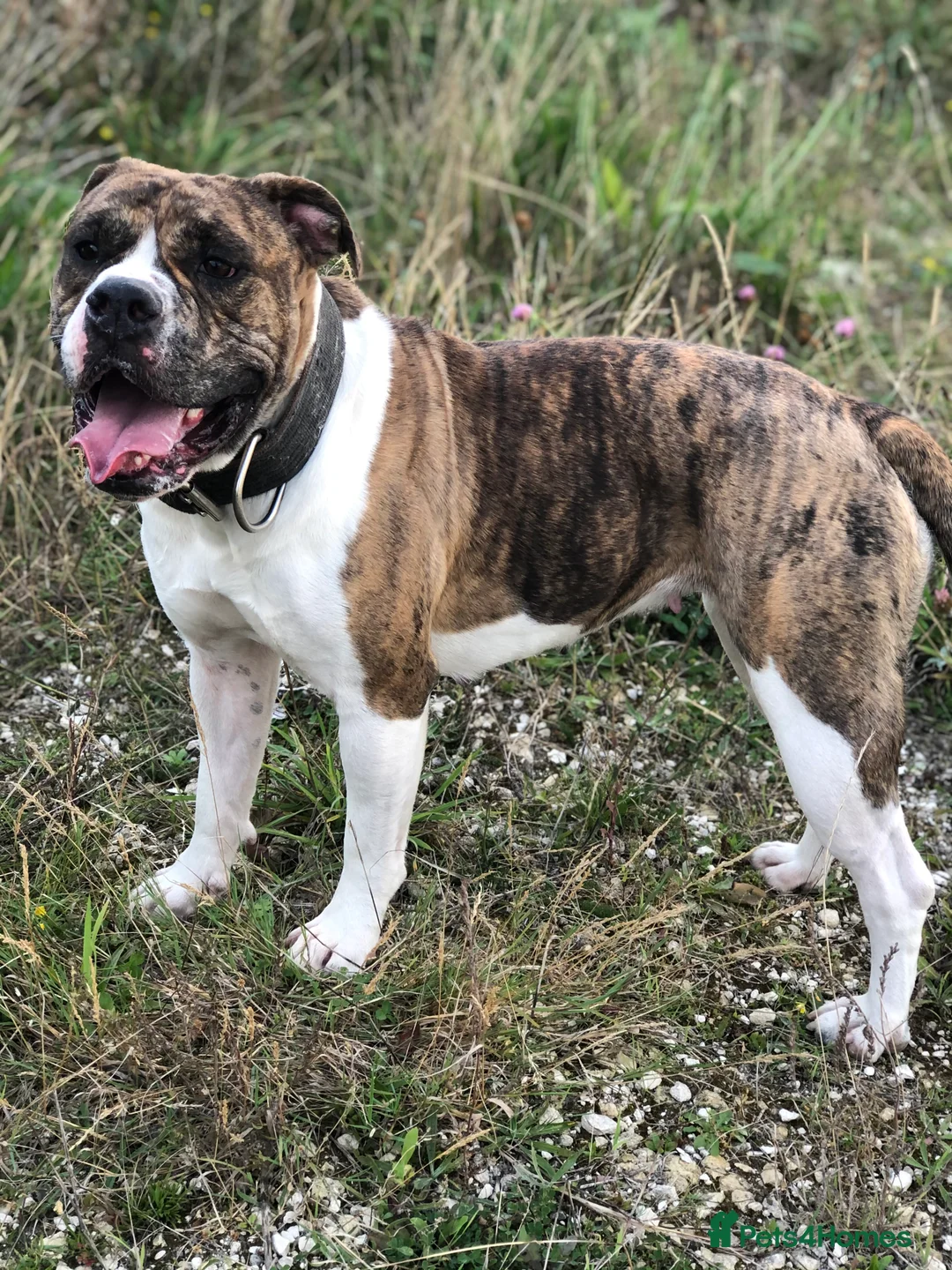 Alapaha Blue Blood Bulldog dogs for sale: 4 left absolute quality - Advert 8