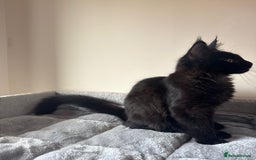 Maine Coon cats for sale: Very good price - Image 10