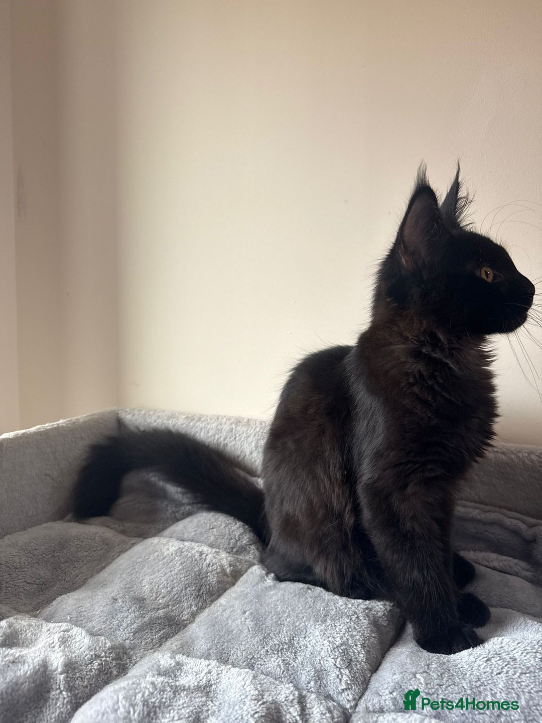 Maine Coon cats for sale: Very good price - Image 10