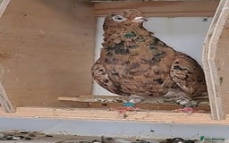 Pigeons birds for sale: Almond tumblers for sale  - Image 4