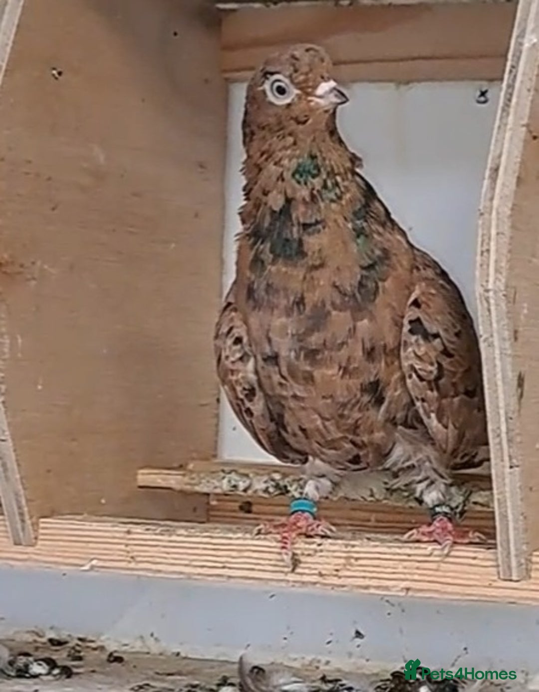 Pigeons birds for sale: Almond tumblers for sale  - Image 4