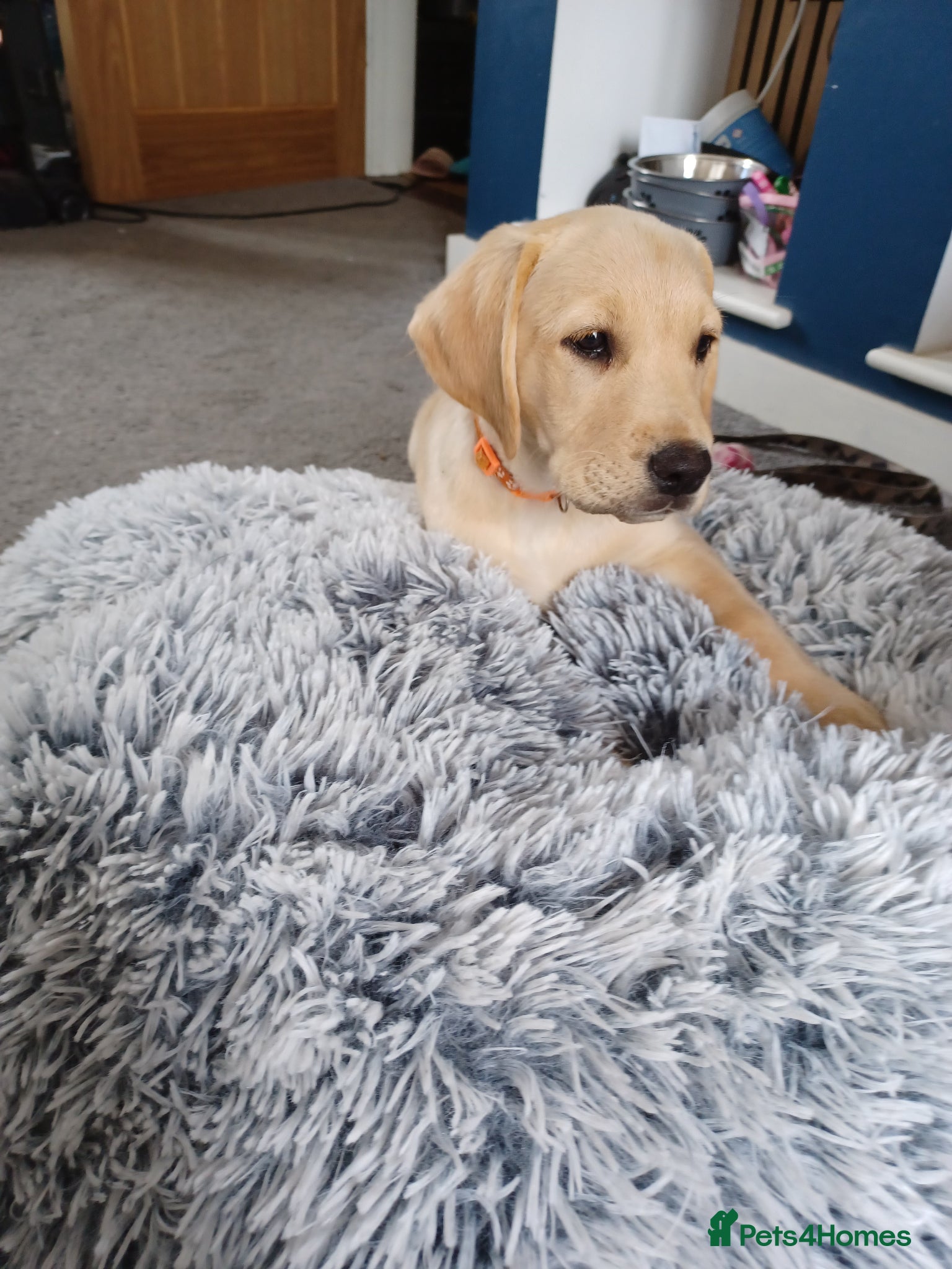 Labrador Retriever dogs for sale: Last golden girl looking for her forever home - Advert 8