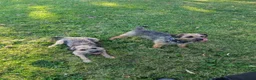 Border Terrier dogs for sale: Border Terrier Puppies For Sale - Advert 6