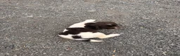 English Springer Spaniel dogs for sale: Working English Springer Spaniel Puppies - Advert 12