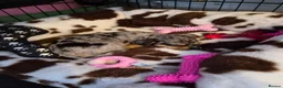 Jack Russell dogs for sale: Last little girl - Advert 4