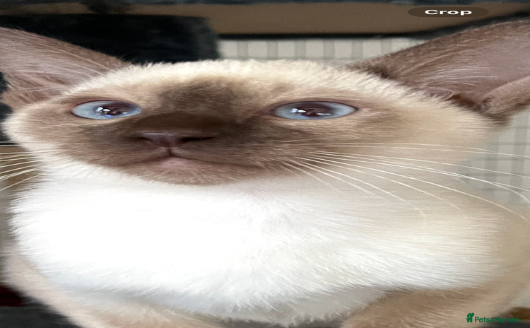 Siamese cats - Advert 1