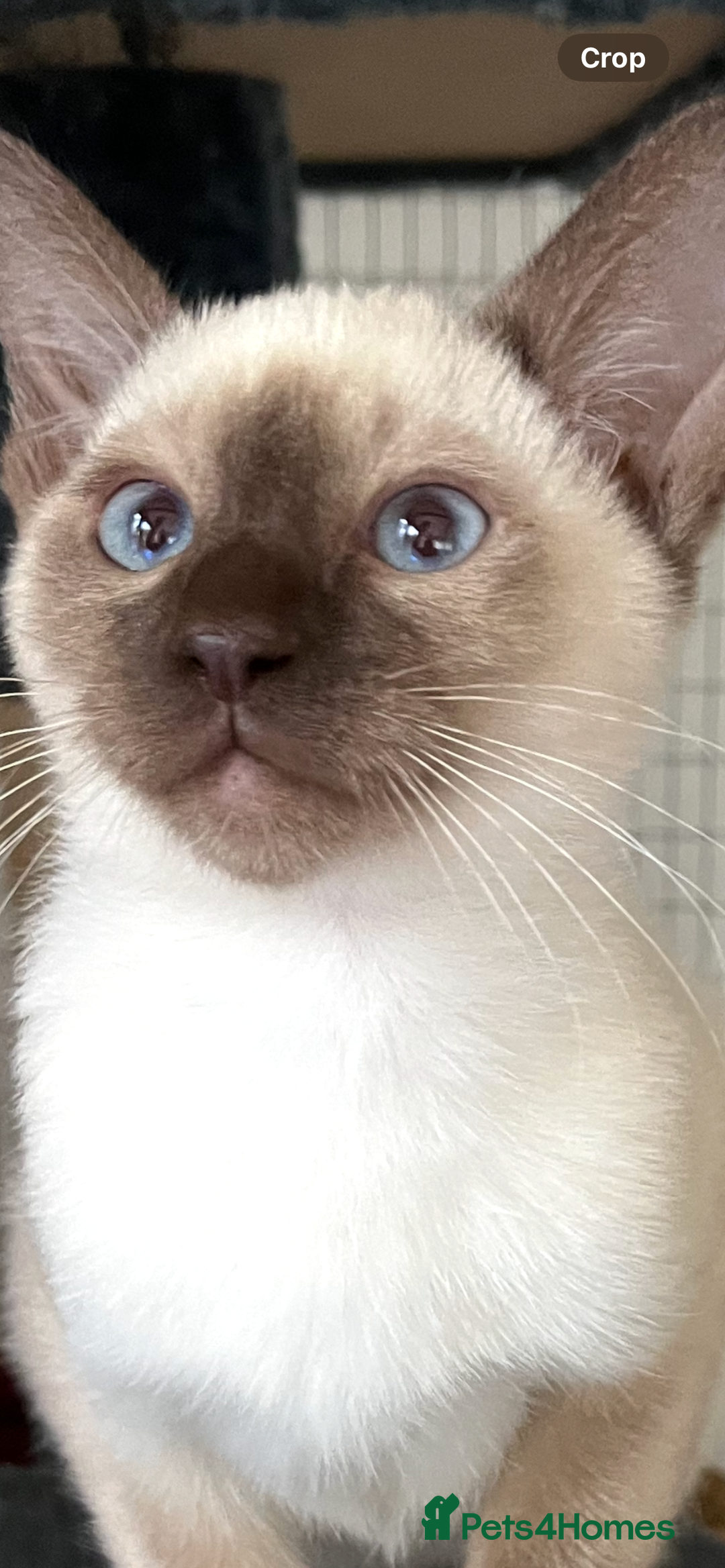 Siamese cats for sale: Siamese chocolate kittens - Image 1