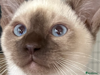 Siamese cats - Advert 4