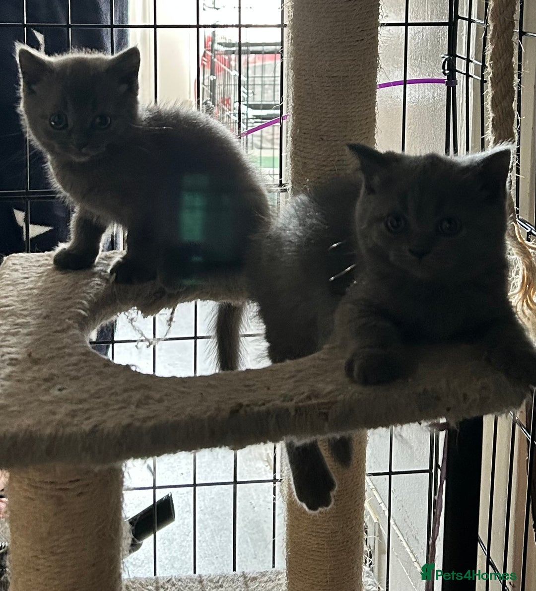British Shorthair cats for sale: Gorgeous Blue British Shorthairs  - Image 11