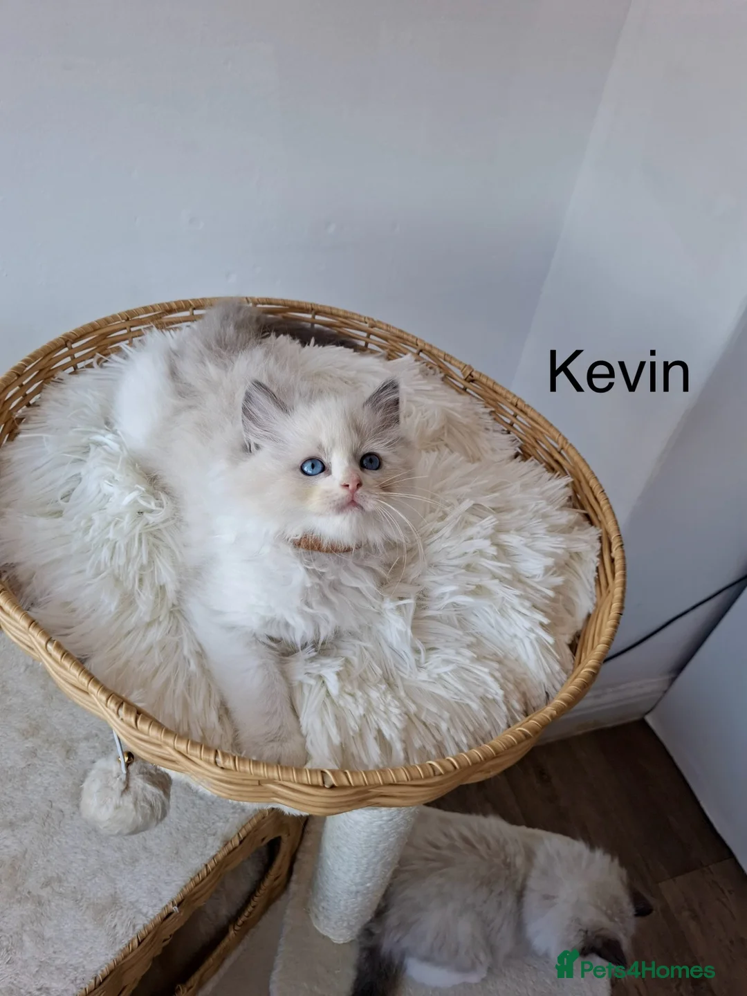 Ragdoll cats for sale: Purebred Ragdoll Kittens - TICA - YORKSHIRE - Advert 22