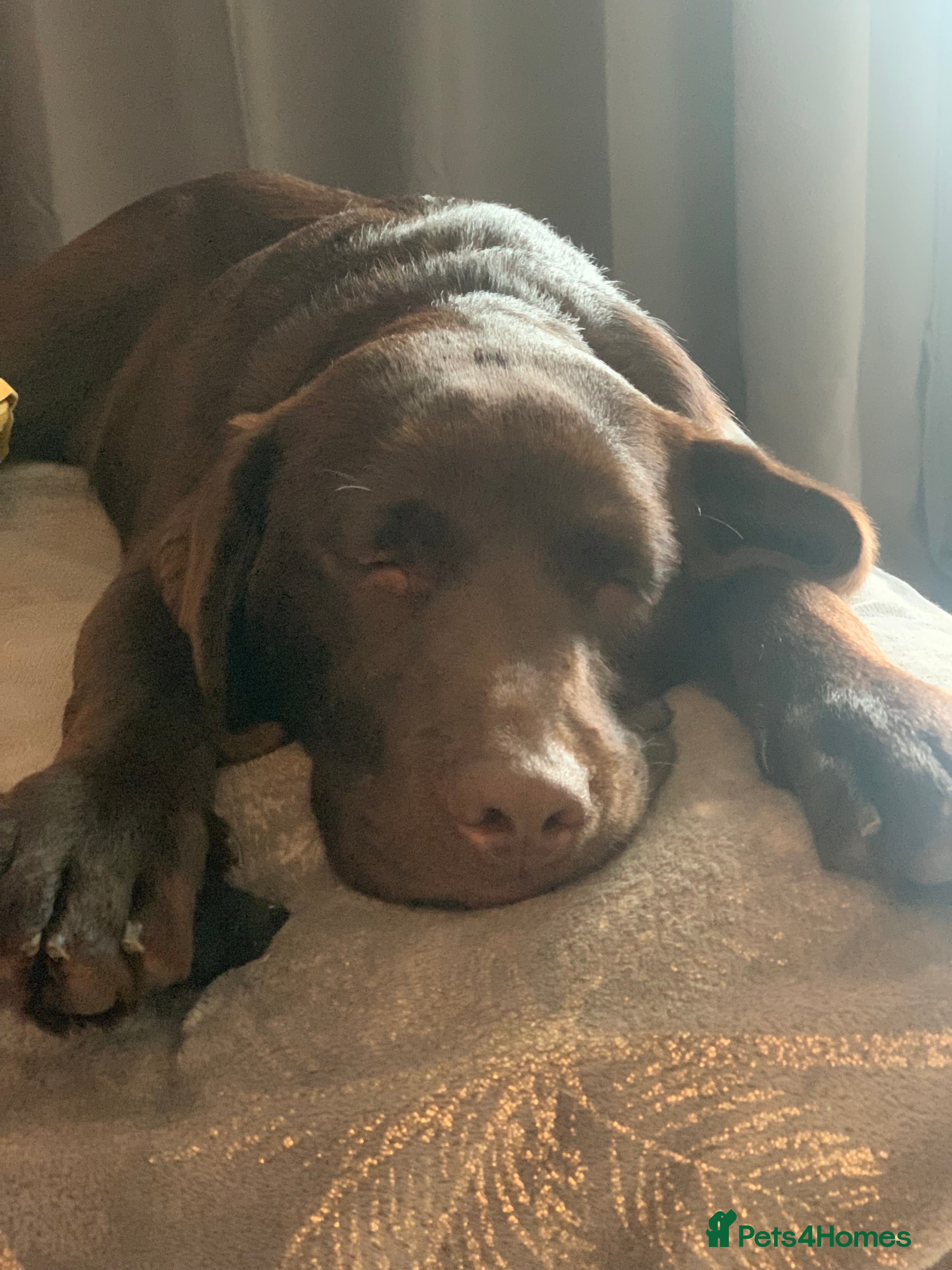 Labrador Retriever dogs Beautiful 3 year old girl - Advert 1