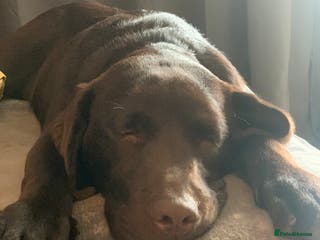 Labrador Retriever dogs Beautiful 3 year old girl - Advert 1